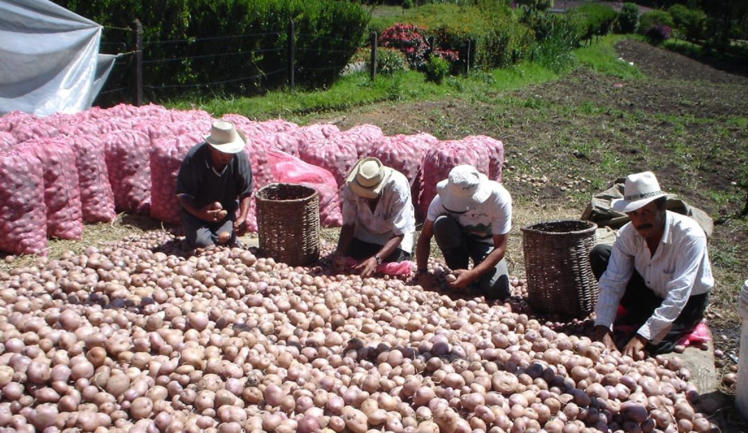 Noticias de Antioquia: Entregarán subsidio a papicultores de Antioquia afectados por la pandemia