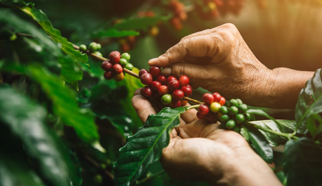 Exportaciones Huila: Huila se posiciona en el repunte de exportaciones