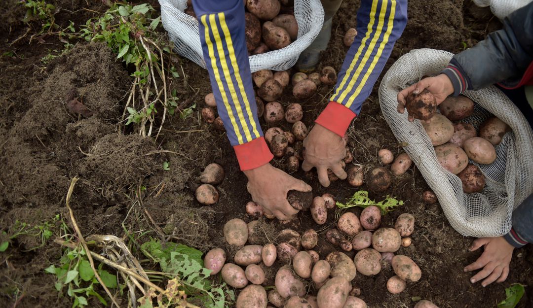 paperos campo papicultures ministerio subsidio recursos productores papa: Papicultores siguen en la espera de subsidios designados por MinAgricultura