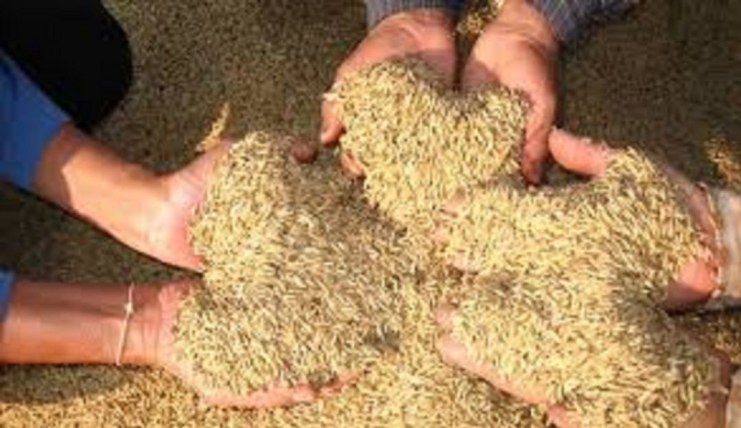 Siembras arroz: Esperanza con las buenas siembras de arroz en el Tolima