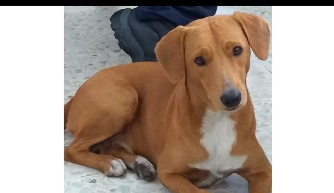 Perro perdido: Un Firulais encariñado con los bomberos de Cali busca su hogar