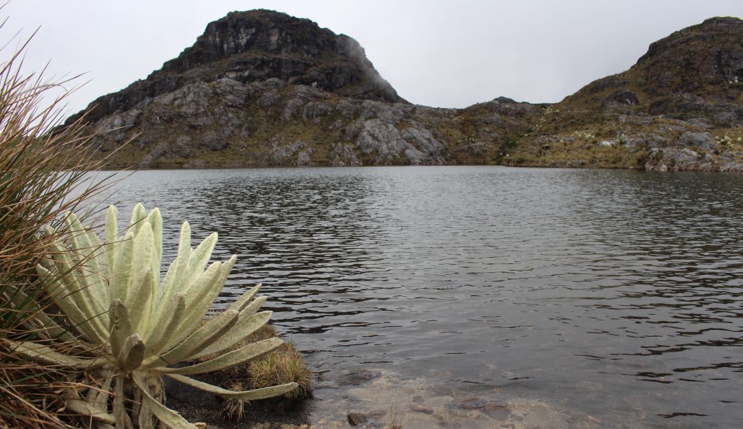 Reservas ambientales en Norte de Santander: Autoridades ambientales no respaldan virtualidad en el Páramo de Santurban