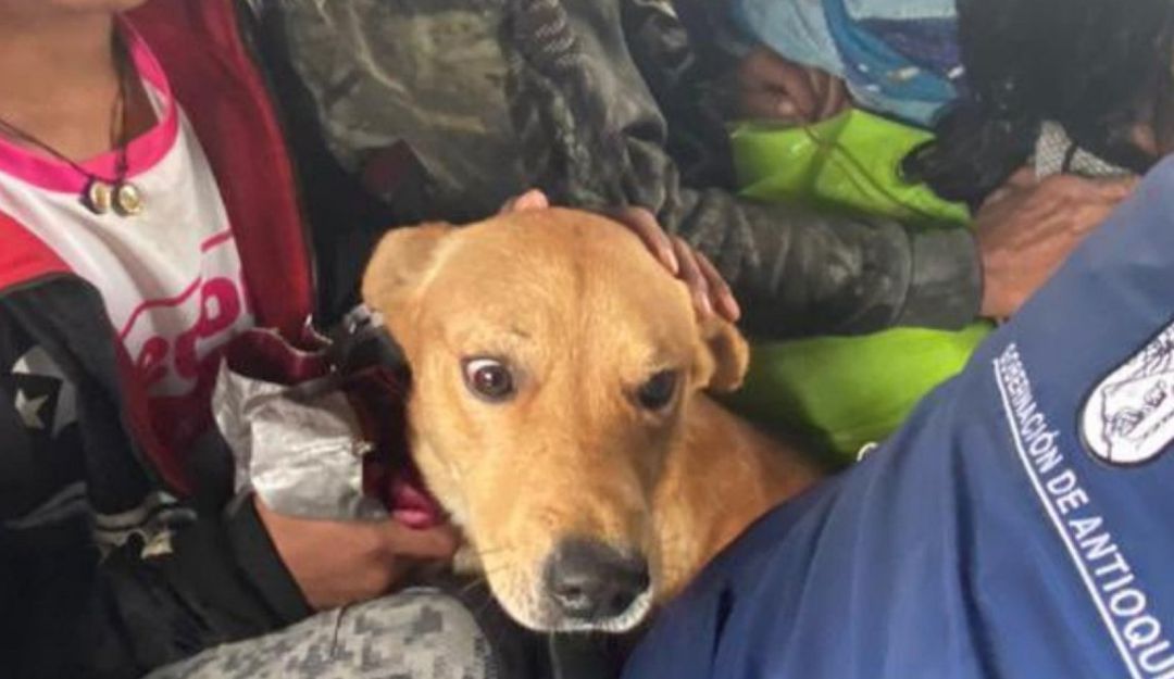 Noticias de Antioquia: Medellín recibirá perros y gatos afectados por el invierno en Antioquia