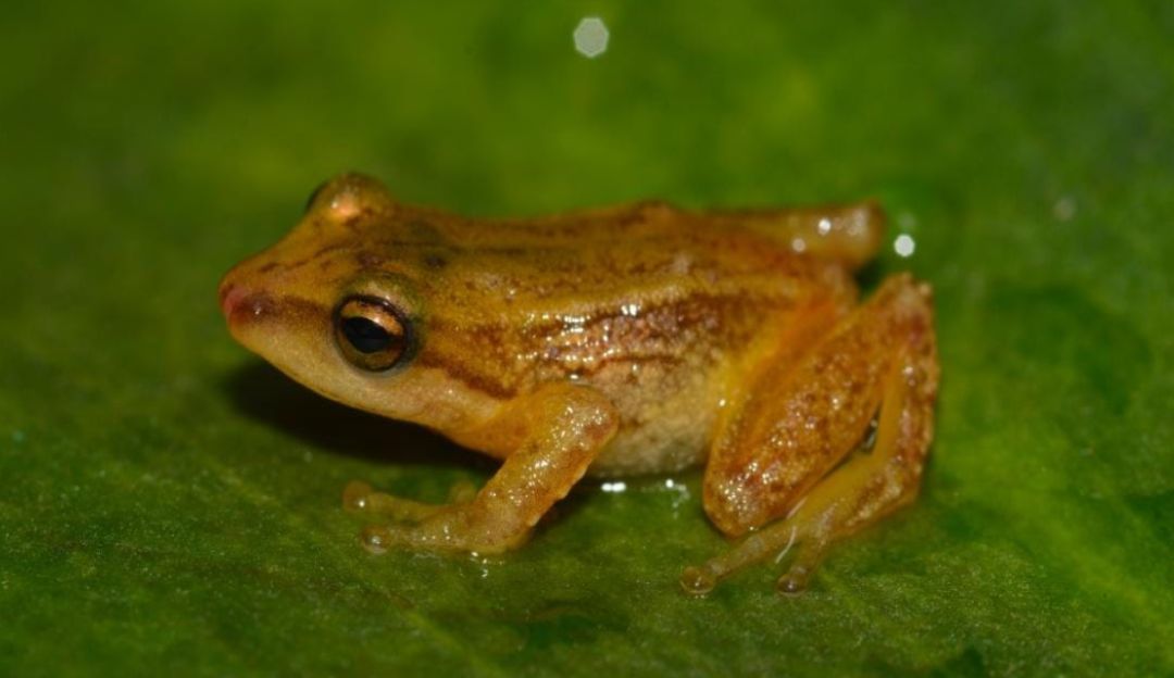 Nuevas especies de ranas en Colombia: Descubren dos nuevas especies de ranas en el Parque Natural Chingaza