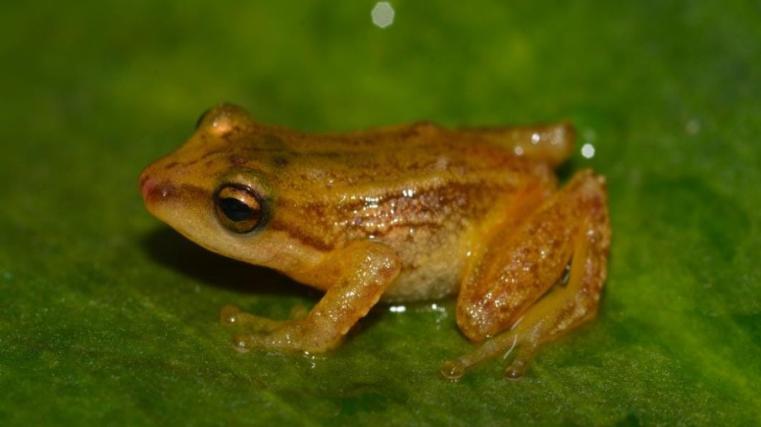 Descubren dos nuevas especies de ranas en el Parque Natural Chingaza