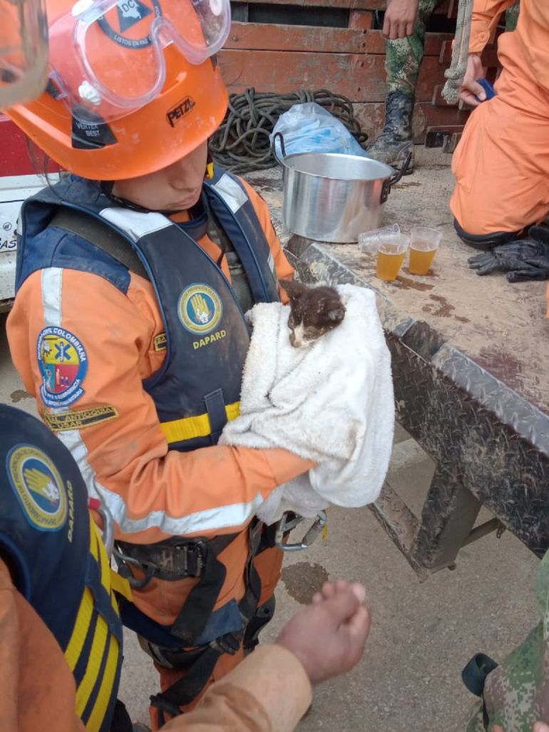 Animales jornada, rescatados, emergencia: Más de 2 mil animales han sido rescatados tras emergencia en Dabeiba