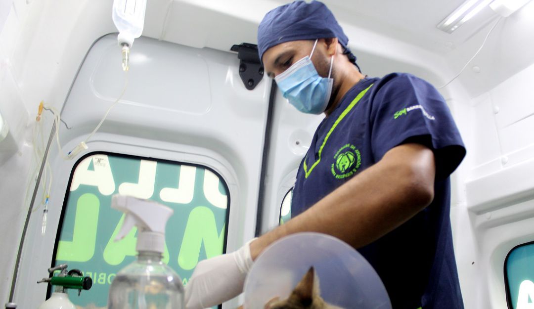 Mascotas: Vuelven las jornadas de esterilización gratuitas en Barranquilla