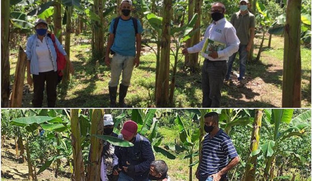 Control de plagas en Bolívar: Productores de Bolívar se capacitan en control de plagas agrícolas