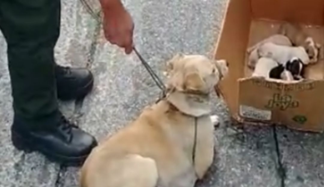 Policía en Manizales rescató a perra y sus cachorros: Policía rescató a una perra y sus seis cachorros en Manizales