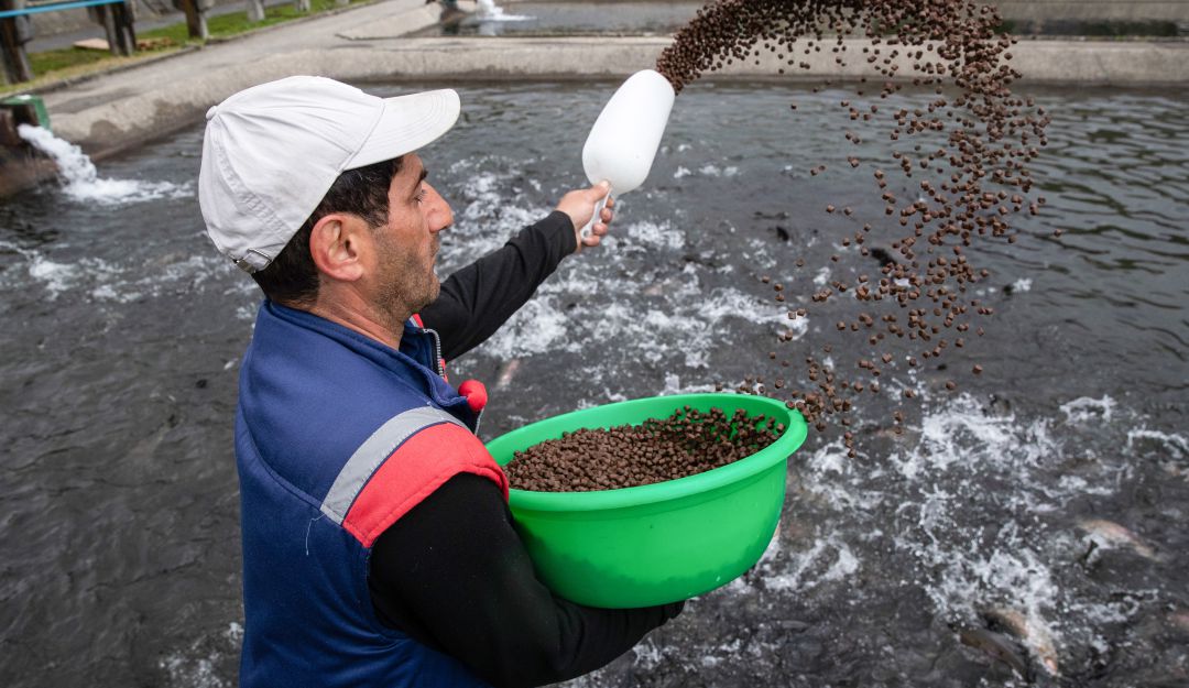 Piscicultura, producción: Cultivos de peces, una buena opción de negocio