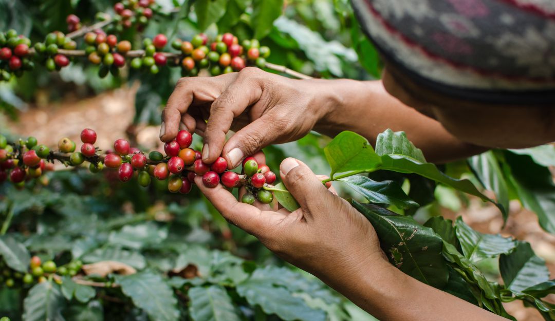 Revisión de granos de café