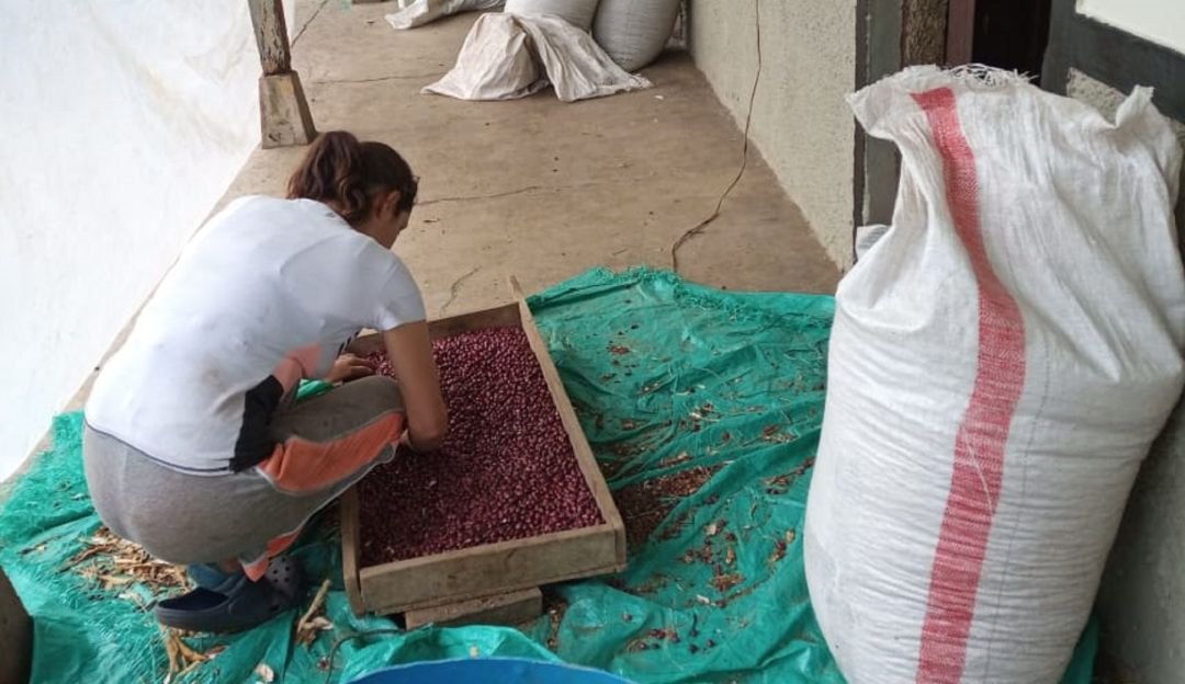 Tolima: En crisis están cerca de 5 mil productores de frijol del Tolima