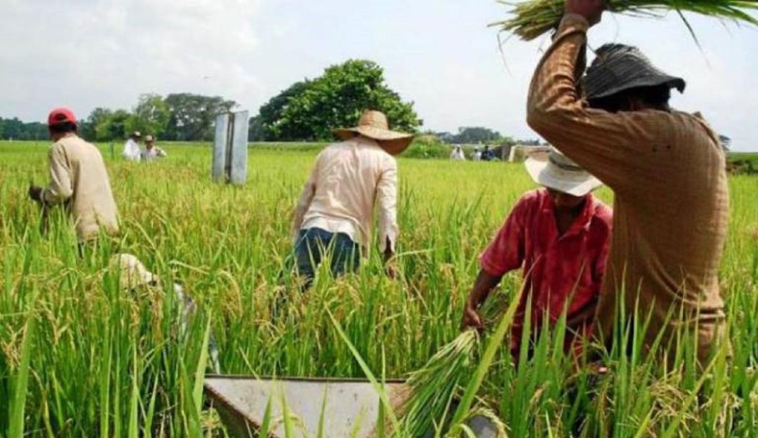 Noticias Tolima: Arroceros señalan que se debe tener prudencia en siembras del 2021