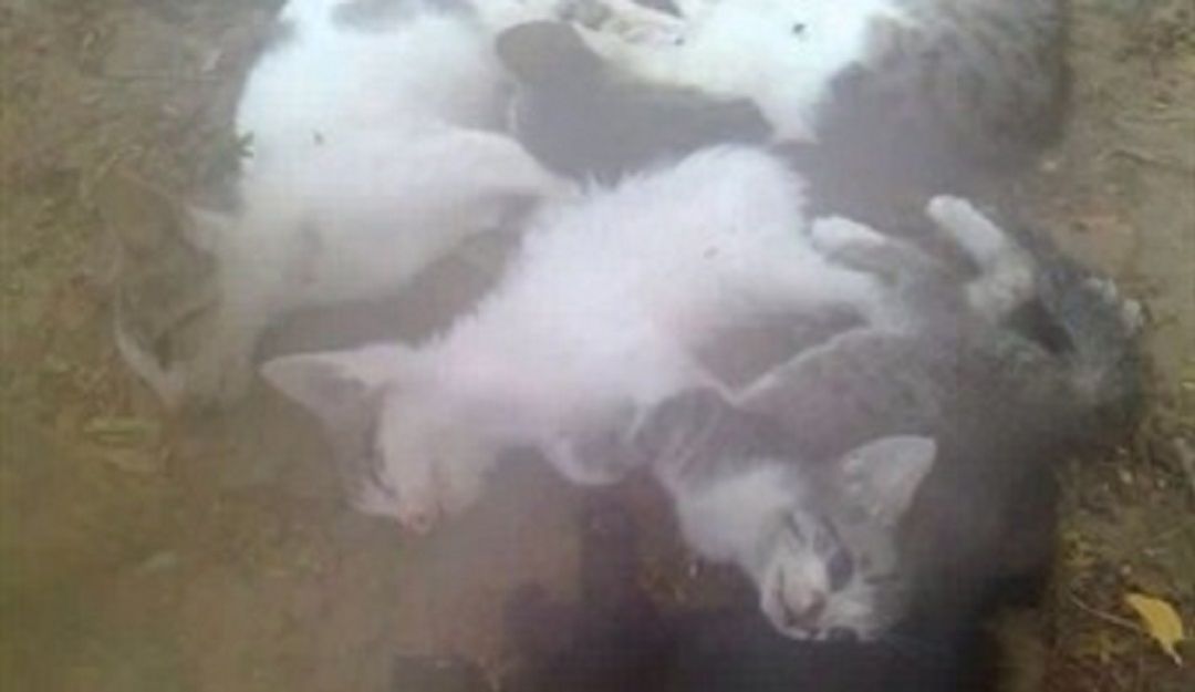 Gatos envenenados: Alertan sobre envenenamiento colectivo de gatos en Barranquilla