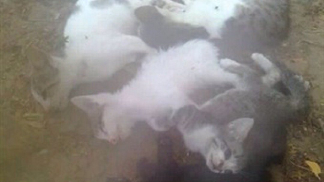 Alertan sobre envenenamiento colectivo de gatos en Barranquilla