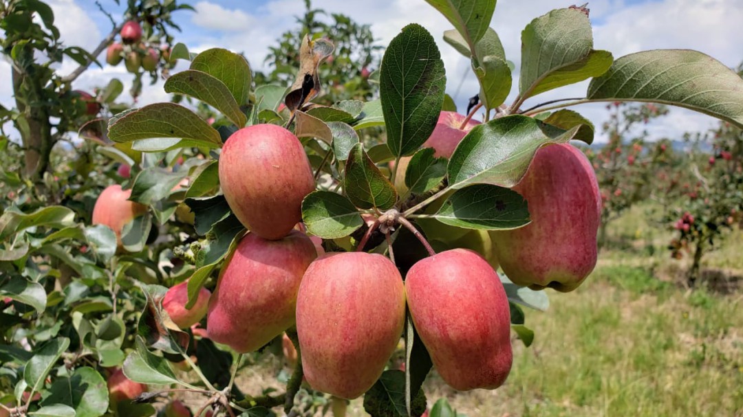El árbol de manzana, la pensión de los campesinos