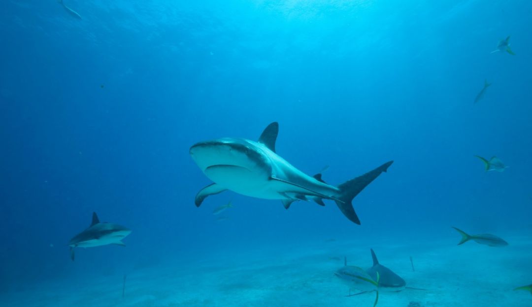 Pesca de tiburon: Colombia prohíbe cualquier tipo de pesca de tiburones