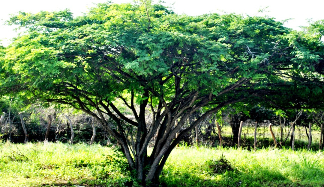 Árbol de dividivi.