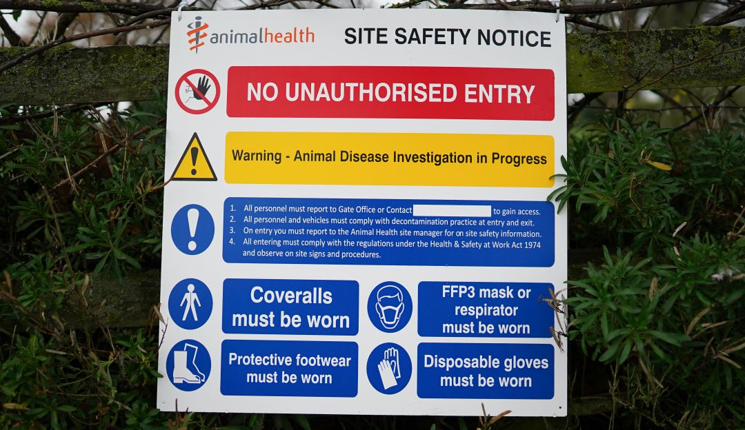 Gripe aviar Inglaterra: Inglaterra reporta gripe aviar en granja de pavos