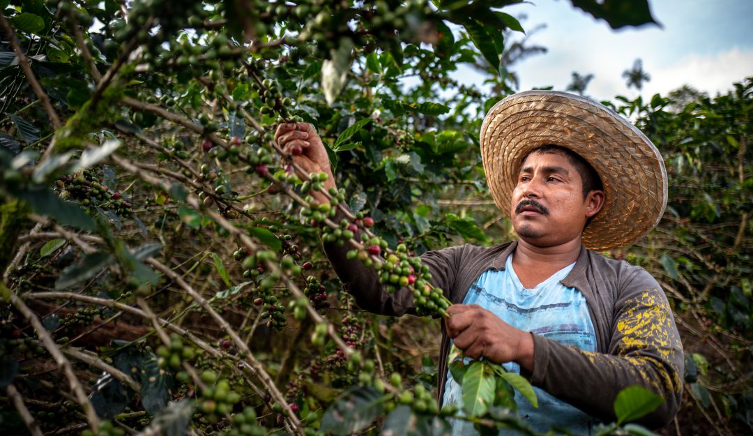 Café colombia: COVID-19 ha afectado el 3% de las zonas productoras de café
