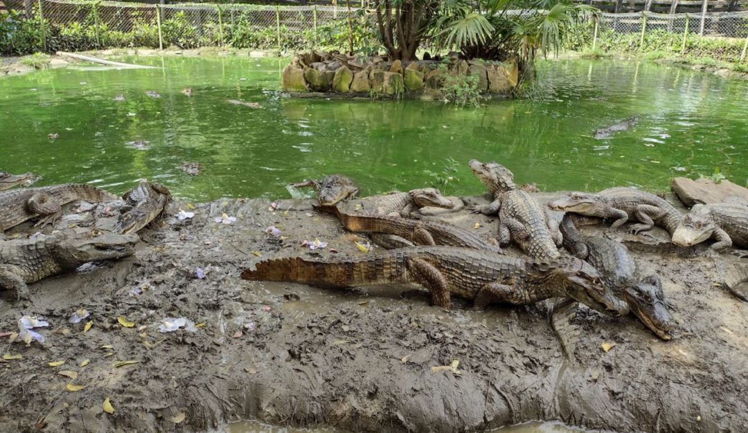 Parques temáticos en Cartagena: Parque Temático Vivarium: el hogar de la fauna de bosque seco en Cartagena