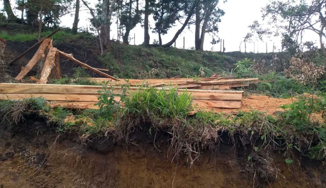 Tala ilegal de árboles en Risaralda: Más de tres toneladas de madera fueron incautadas en Risaralda