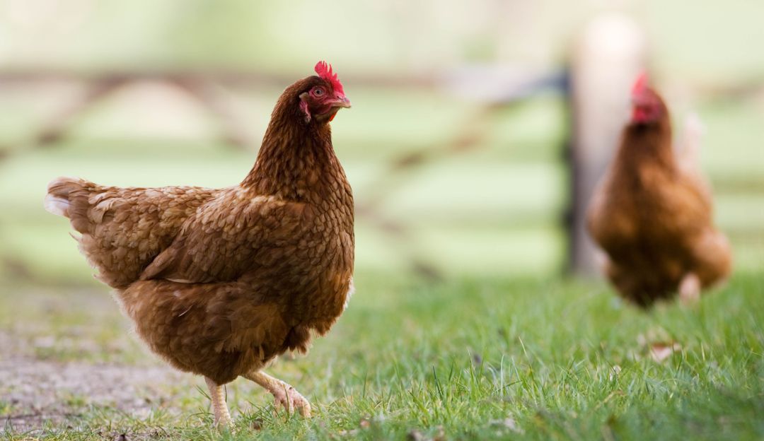 Campesinos del Catatumbo impulsan programa de gallinas ponedoras