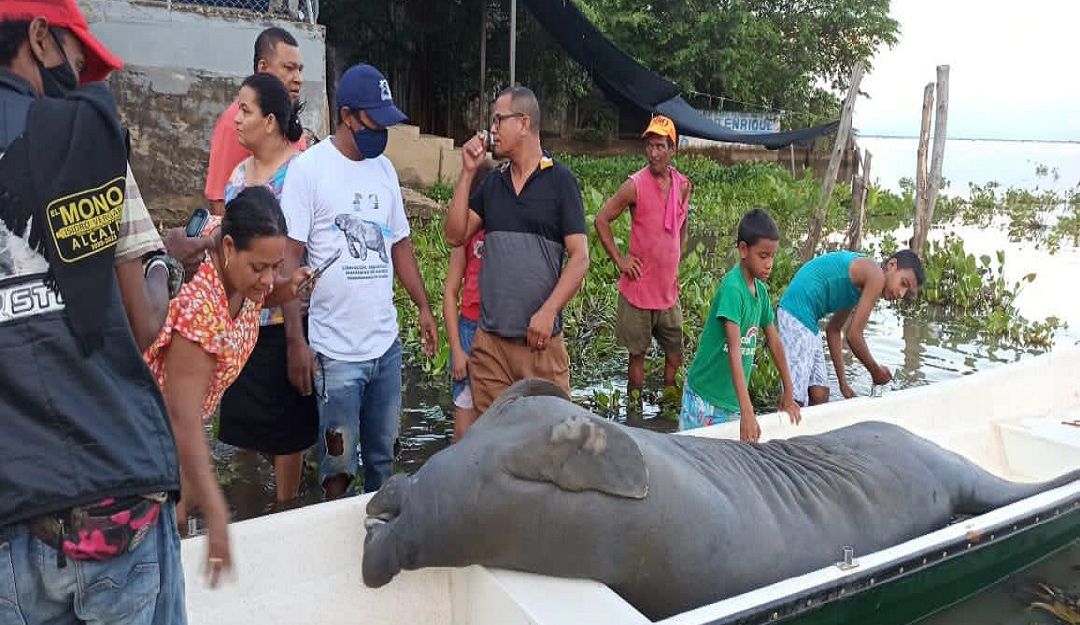 manati cienaga de ayapel monteria cordoba medio ambiente: Hallan manatí muerto en la Ciénaga de Ayapel, en Córdoba
