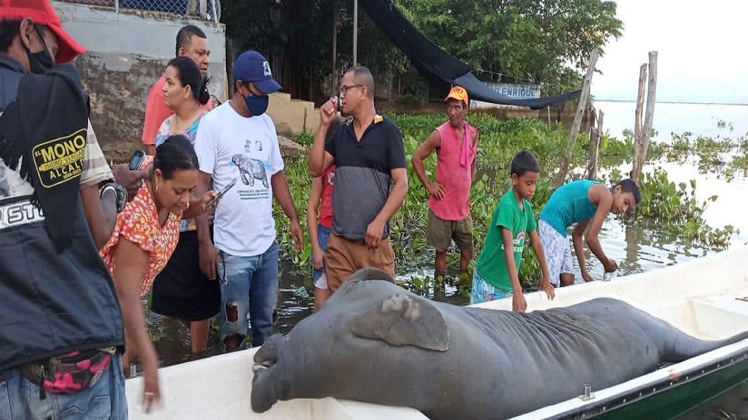 Hallan manatí muerto en la Ciénaga de Ayapel, en Córdoba