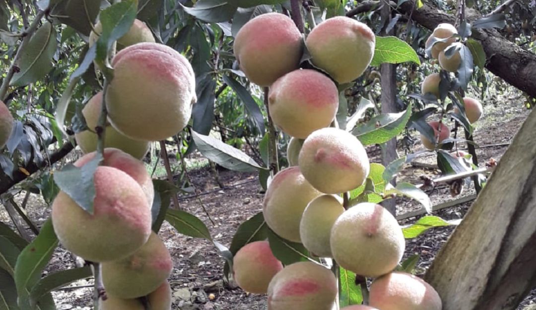 Cultivo de Duraznos
