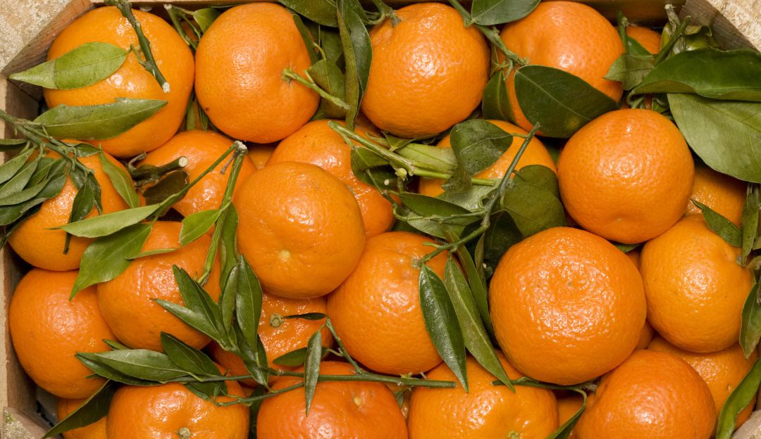Precios alimentos: Inicia la cosecha de mango y mandarina