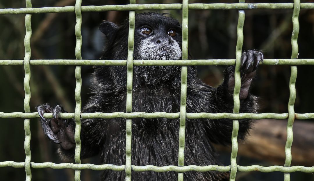 Comercio ilegal de fauna: Capturan a banda dedicada al comercio de animales exóticos en Bogotá