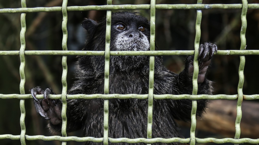 Ecuador, el país latino con más casos de tráfico de fauna