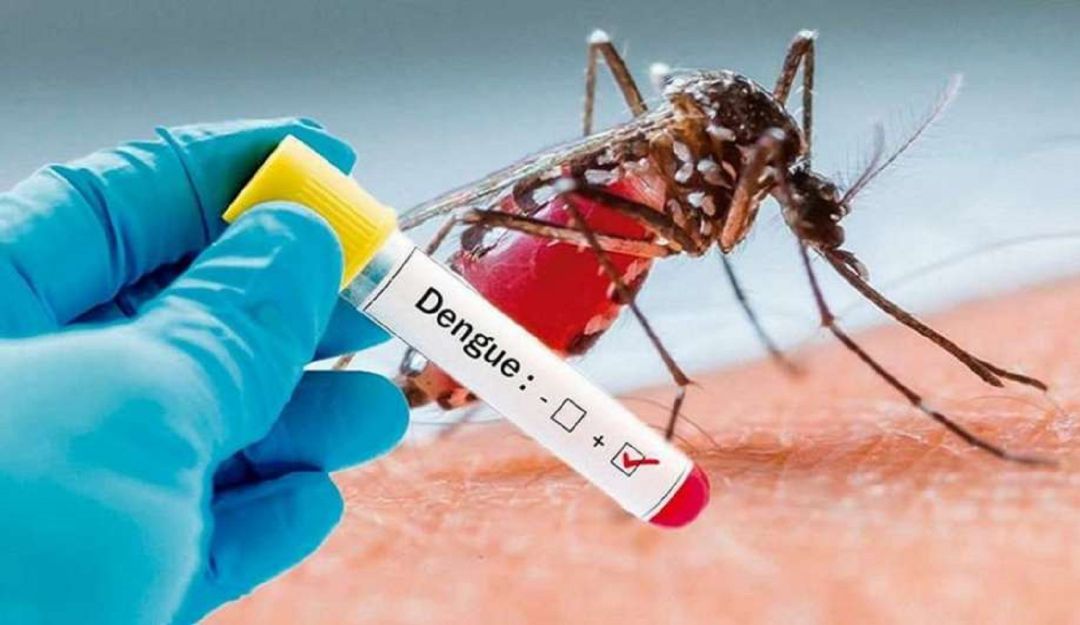 Noticias Tolima: El dengue está afectando la salud de los ibaguereños