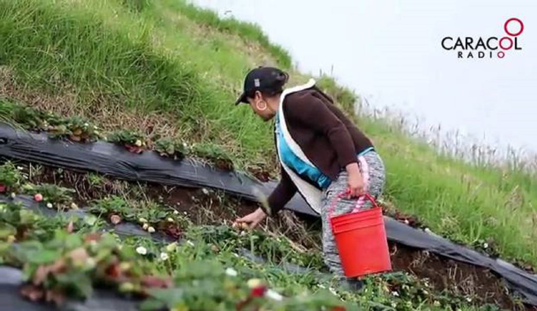 Campesinos de Caldas