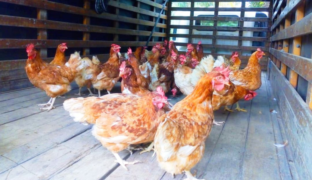María La Baja gallinas ponedoras: María La Baja invierte en gallinas ponedoras y beneficia a 300 familias