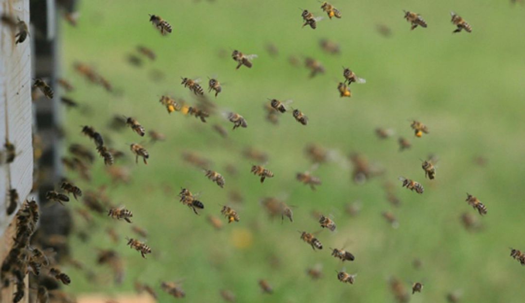 Bucaramanga agricultor ataque abejas Santander: Agricultor murió tras ataque de abejas en Charalá