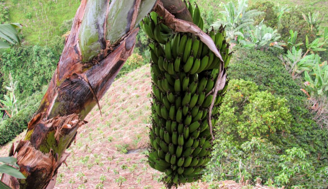 Nueva herramienta para la renovación en los cultivos de plátano