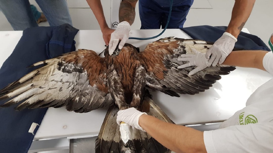 Águila Real rescatada en el Quindío, especie amenazada recibe atención