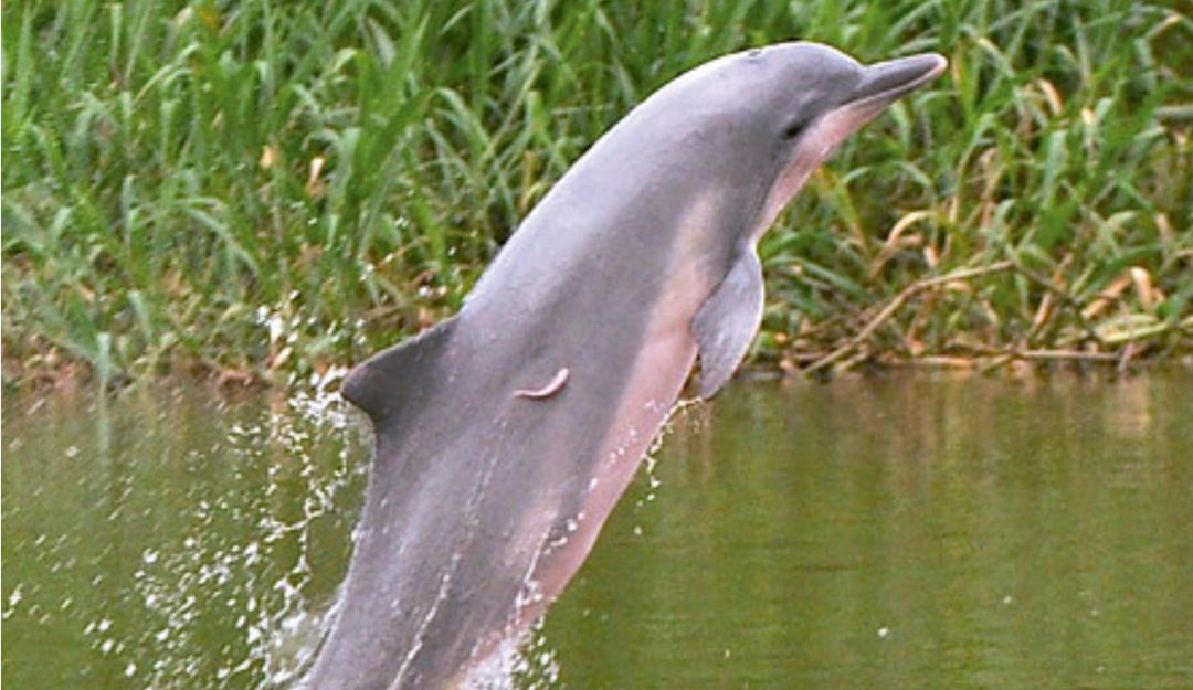 Delfín gris de río.