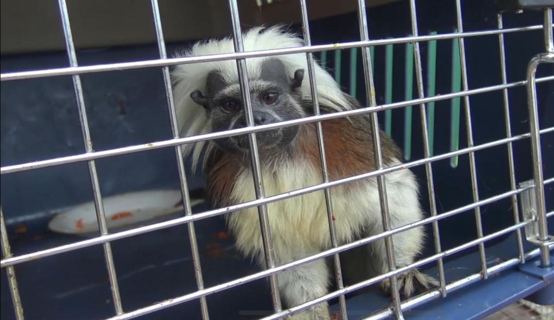 Animales silvestres incautados en Risaralda: Incautan 50 animales silvestres que estaban en cautiverio en Risaralda