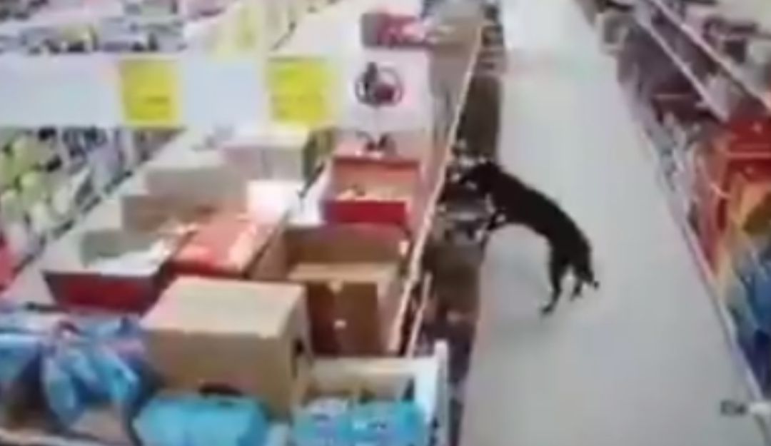 Video de perro en Cali que roba comida: ¡Se les robó hasta el corazón! Perro entró a una tienda y se llevó comida