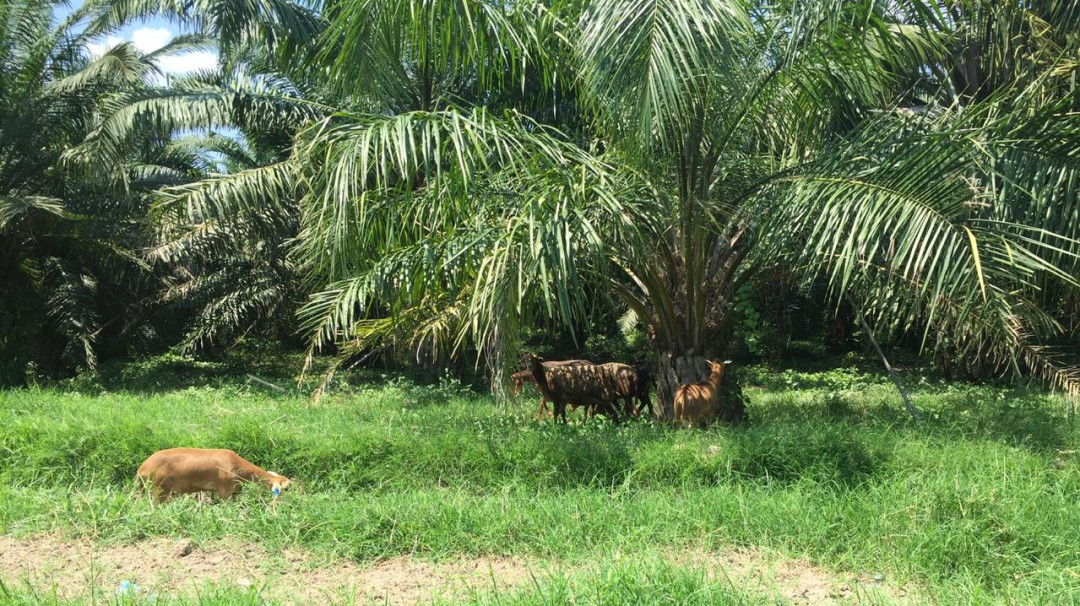 Agroecología y ganadería silvopastoril impulsan en El Retén, Magdalena