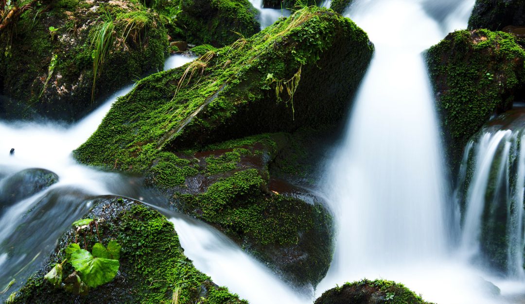 La utilización de Musgo atenta contra la diversidad biológica y la preservación del agua