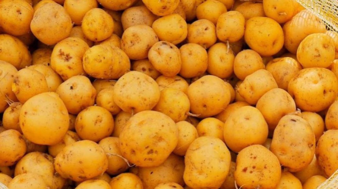 Productores de papas criollas, también en crisis por bajos precios