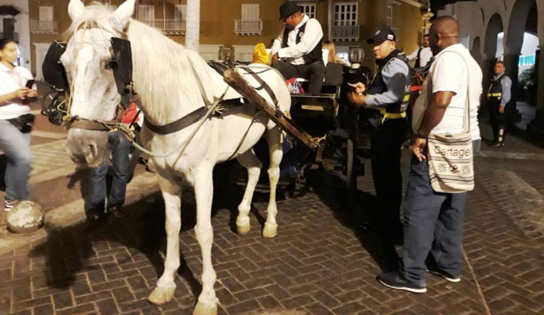 Caballos cocheros en Cartagena