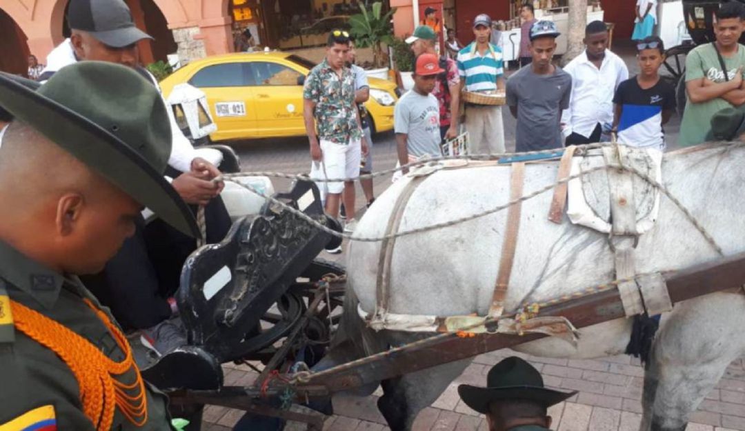 Caballos cocheros