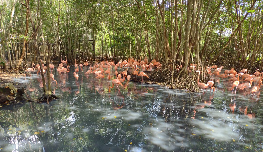 Flamencos del Aviario de Cartagena
