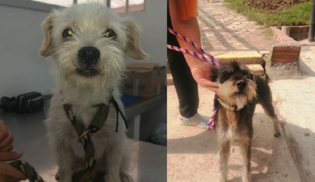 Animales recibidos en la institución - Imágenes tomadas de Facebook