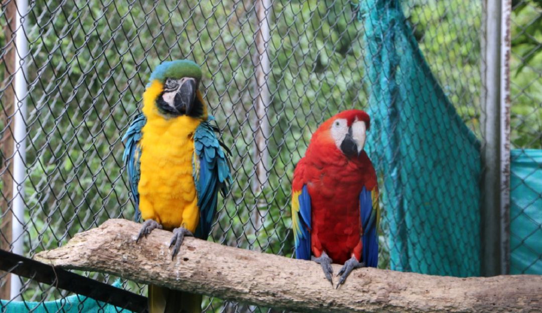 Aves de los Centros de Atención y Valoración de Caldas